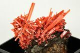 Bright Red-Orange Crocoite Crystal Cluster - Tasmania #206964-1